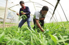 喷药后叶子烧焦，怎么办？混配技巧大揭秘！