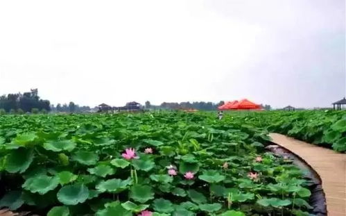 长景种业——荷花的种植好帮手