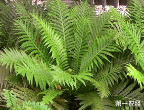 肾蕨无种子，须须独特，养眼新宠！