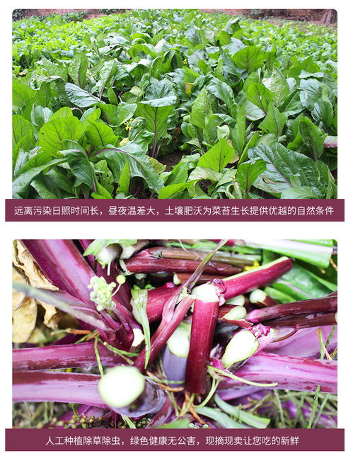 菜心的茎是啥样的茎？