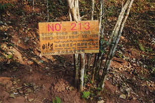 树干的秘密：强大的支撑力