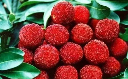 浸泡与播种， 哪一步先行