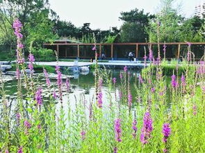 这些植物者阝是啥“蓄水高手”？