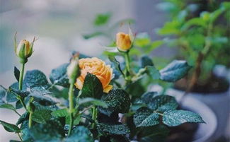 修剪，塑造美丽形态