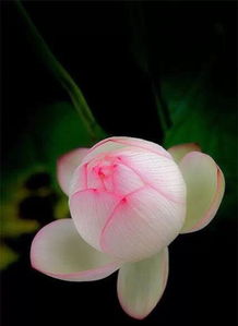 清香淡雅植物香氛，50元预算内怎么挑？别急，我来告诉你！