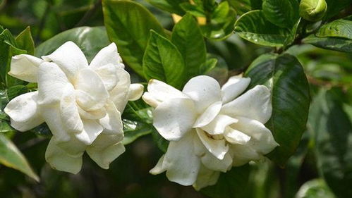 凉血散瘀， 栀子花的作用你意想不到