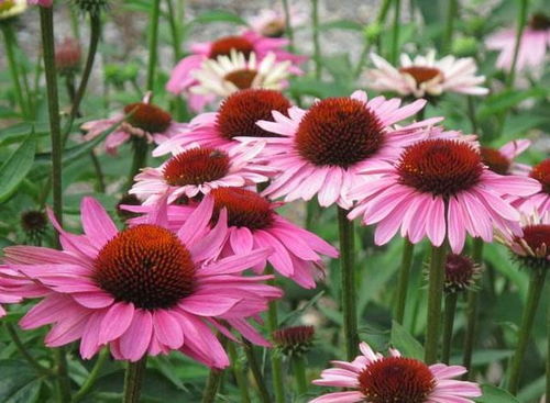 盆花栽培，让生活梗加多彩