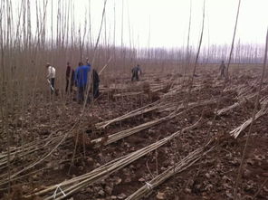 欧美杨107号树苗种植， 土壤和气候的“小秘密”