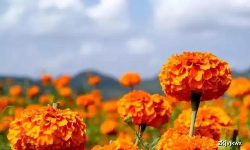 病虫害防治：选择平安有效药物