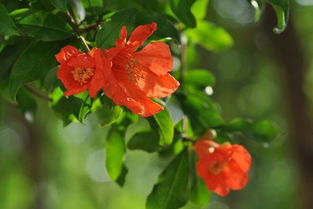 栽培重瓣石榴，要注意些什么呢？