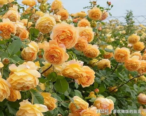 安吉拉月季：新手种植首选