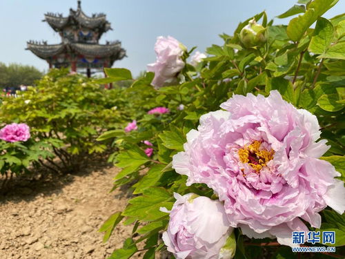 菏泽牡丹花最佳观赏时间？菏泽哪个牡丹园的花最多