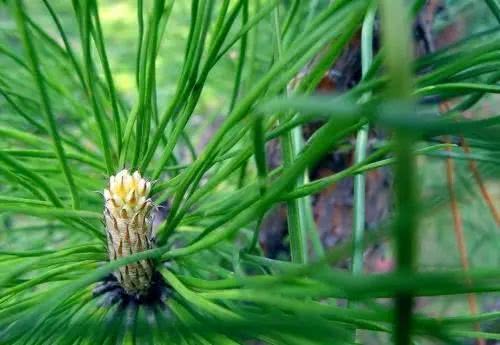 ▌松针土的养分与透气性