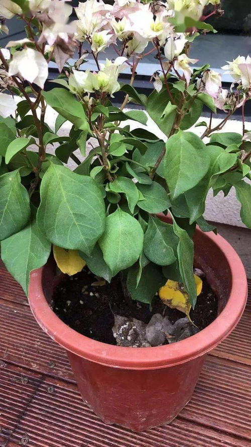 三角梅叶子长斑怎么办？是浇水过多还是病虫害侵袭
