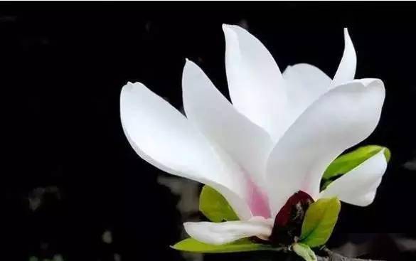 如何正确种植玉兰花种子，使其顺利发芽成长