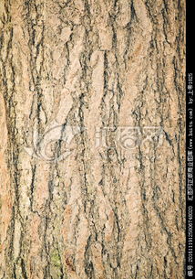 白皮松修剪与移栽：维护美观与健康