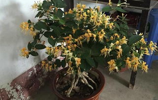 秋季种植多肉植物的优势