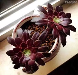 黑法师养护要点是什么？如何让肉质植物黑法师茁壮成长