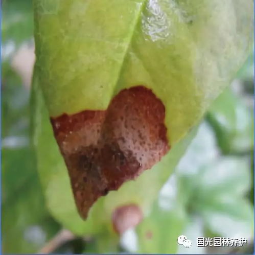 二、 叶斑病：斑点密布，叶片枯萎