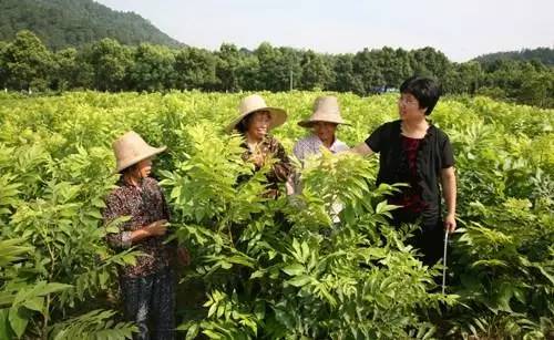 嫁接技术要点杂谈