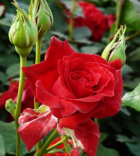 月季的生存之道