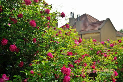 蔷薇花开， 那抹春意盎然的色彩