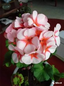 玫瑰：雨中绽放的美