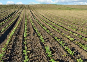 产量≠收益， 别被数据迷惑