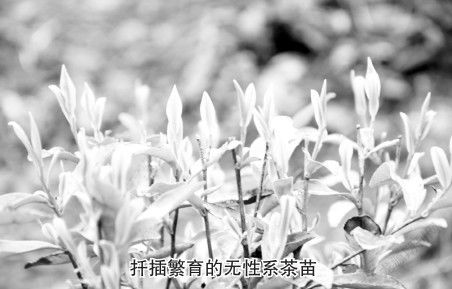 品种纯度的不同