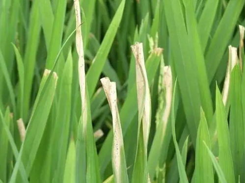 水稻白叶枯病早期症状识别