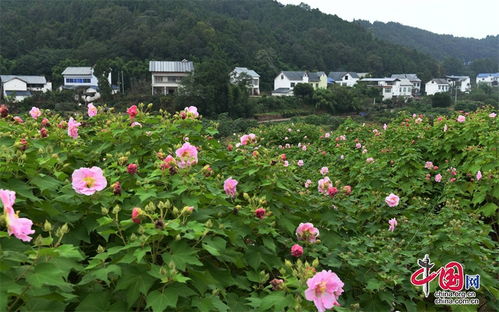 盛放仙境，芙蓉花艳丽绽放
