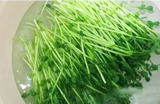 乙草胺的其他影响