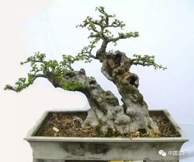 枝条留多少， 才显观赏之美