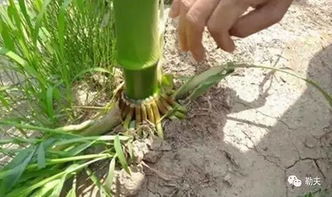 农药返青与控旺药物