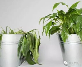 大绿箩叶子萎蔫，喷水增湿