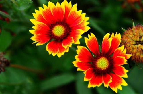 天人菊种植的小建议