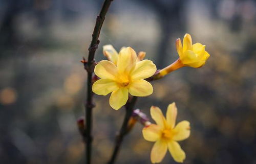 迎春花是个啥玩意儿？