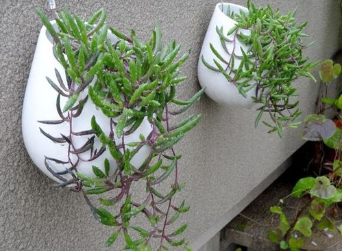 姜荷花种植方法？新手也能养爆盆的秘诀是什么
