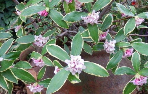 金边瑞香烂根问题解析：如何有效解决金边瑞香掉花苞原因？