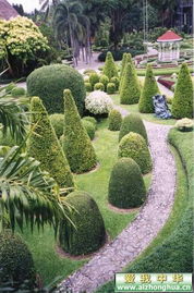 植物选择与配置