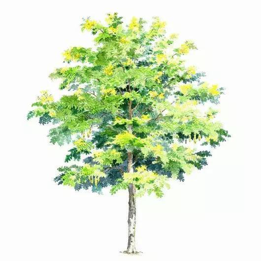 黄槐种子的神奇之旅