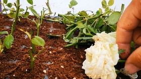 在准备好的土壤中挖一个小洞