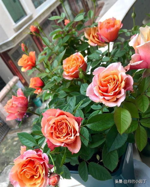 月季秋剪，那些你不知道的门道