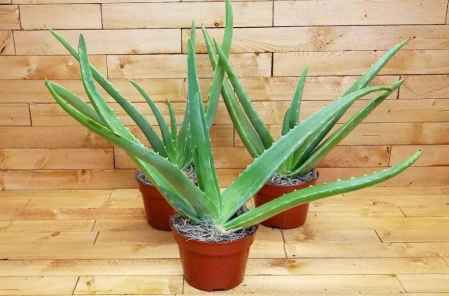 芦荟：美容小嫩手