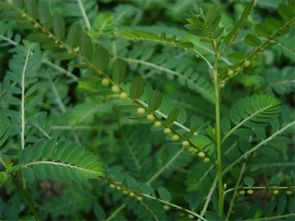 山苦草形似野草，药用价值高