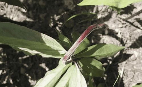 霜降前后的采收实践