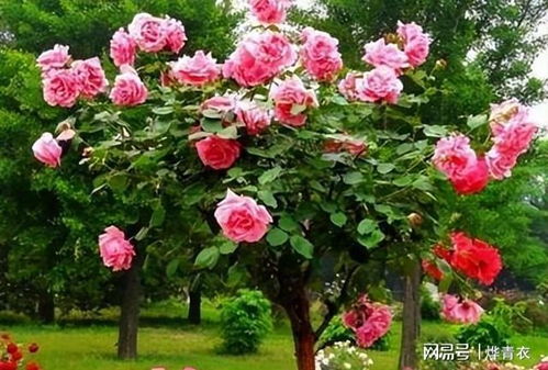 一见钟情， 爱上一棵开花的树