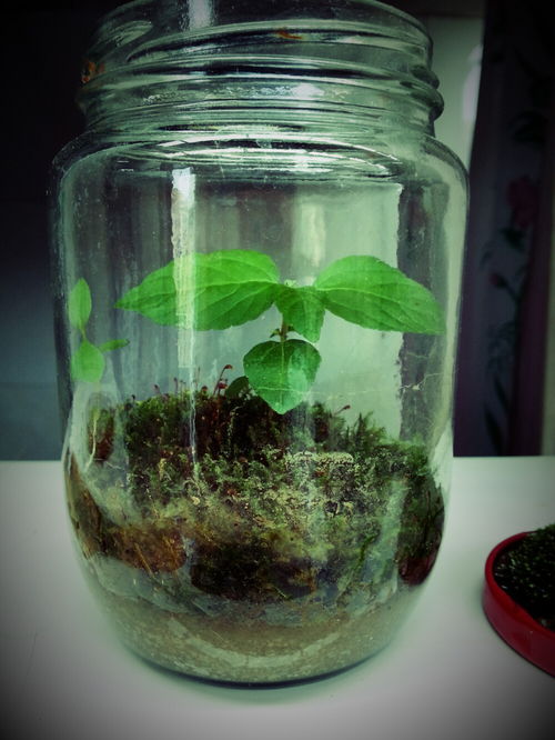 橡树种下前不泡水嫩活吗？老农三天三夜浸种诀窍，新手种植必堪！