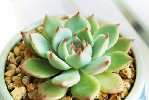 多肉植物白霉病用什么方法治疗最有效