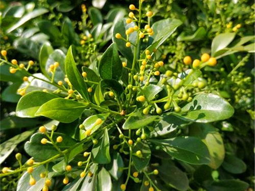 米兰花对肥料需求较高，如何选择合适的肥料至关重要